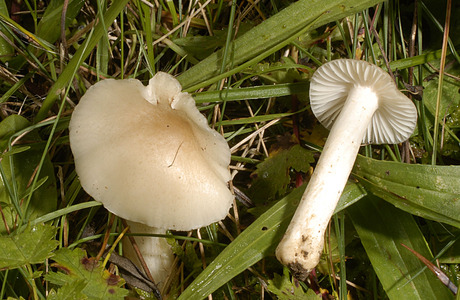 Blaßgrauer Ellerling (Hygrocybe fornicata var. streptopus) - © Heinz  Prelicz